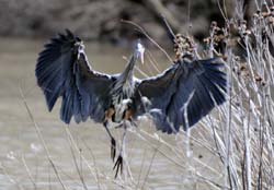 GreatBlueHeron_6019