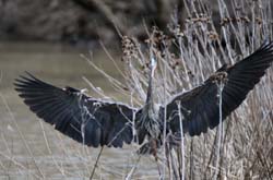 GreatBlueHeron_6020