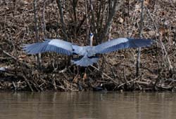 GreatBlueHeron_6059