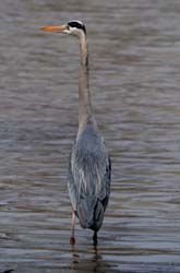 GreatBlueHeron_6156