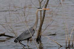 GreatBlueHeron_6169