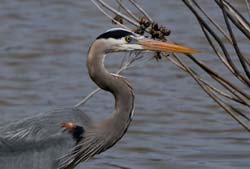 GreatBlueHeron_6174