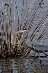 GreatBlueHeron_6185