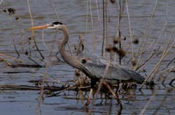 GreatBlueHeron_6191