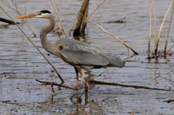 GreatBlueHeron_6197