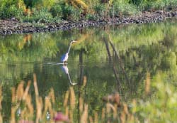 GreatBlueHeron_7888