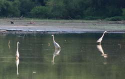 GreatBlueHeron_7921