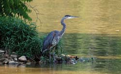 GreatBlueHeron_9805