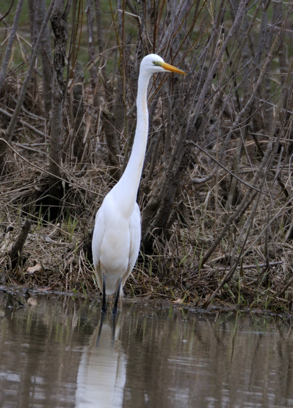 GreatEgret_5362