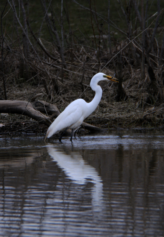 GreatEgret_5415