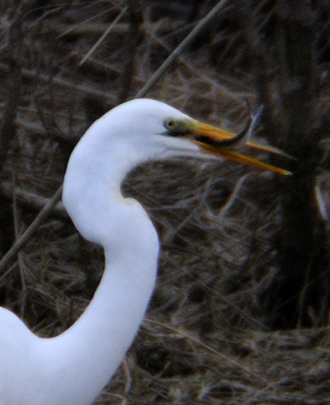 GreatEgret_5415a
