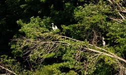 GreatEgret&GreatBlueHeron_8529