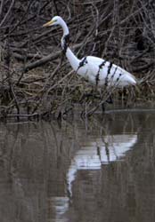 GreatEgret_5288