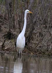 GreatEgret_5362