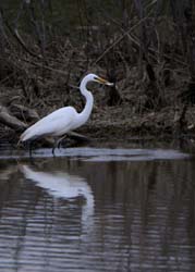 GreatEgret_5410