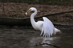 GreatEgret_5649