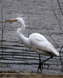 GreatEgret_5686