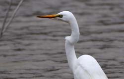 GreatEgret_5706