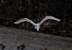 GreatEgret_5964