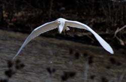 GreatEgret_5966