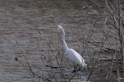 GreatEgret_5979