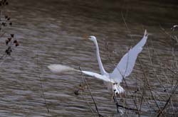 GreatEgret_5981