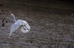 GreatEgret_5982