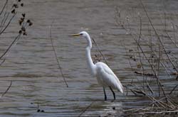 GreatEgret_5998