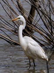 GreatEgret_6035