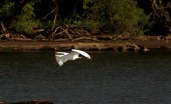 GreatEgret_8477