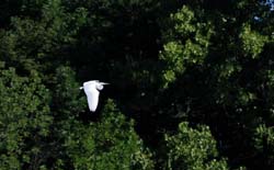 GreatEgret_8585