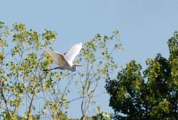 GreatEgret_8586