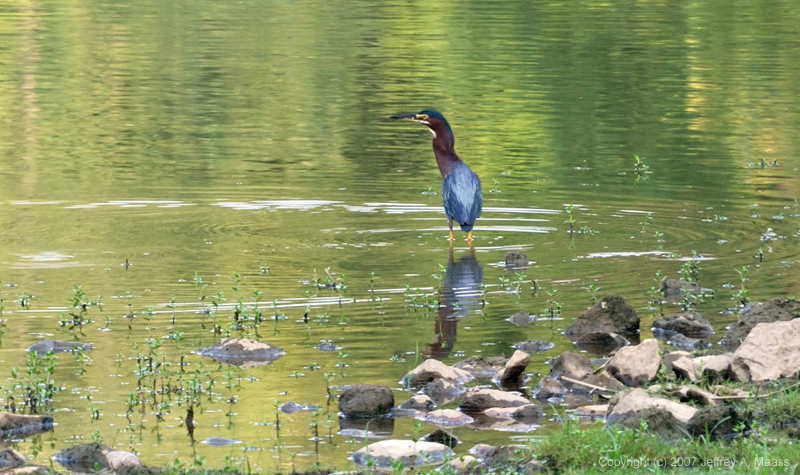 GreenHeron_0221