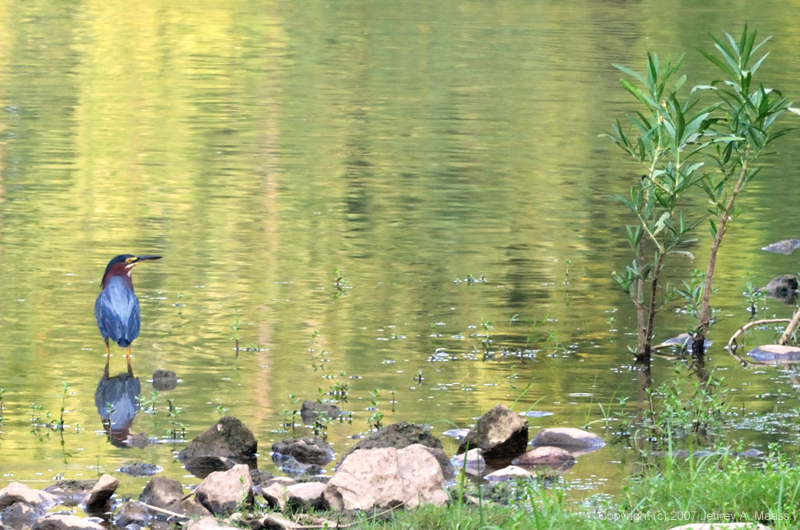 GreenHeron_0231