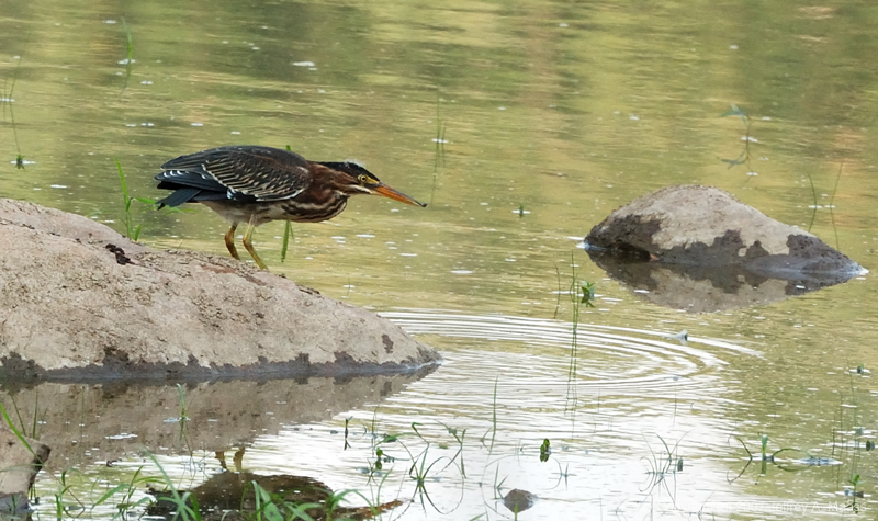 GreenHeron_0343