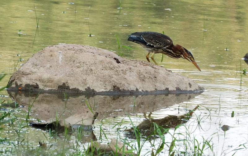 GreenHeron_0344