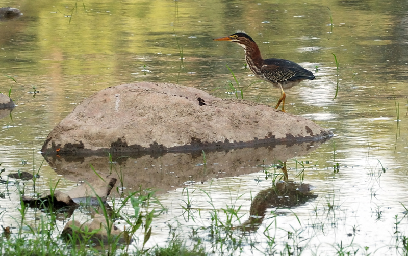 GreenHeron_0362