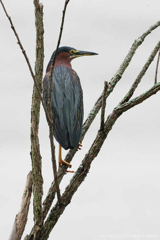 GreenHeron_1451