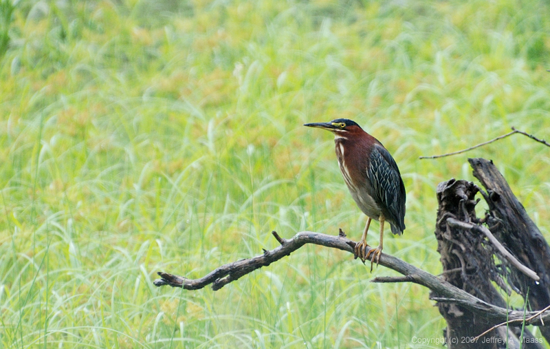 GreenHeron_1454