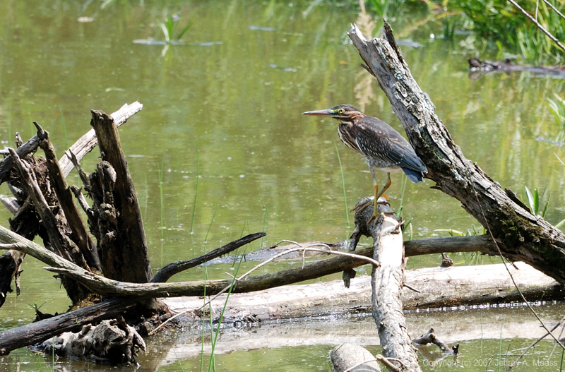 GreenHeron_1680