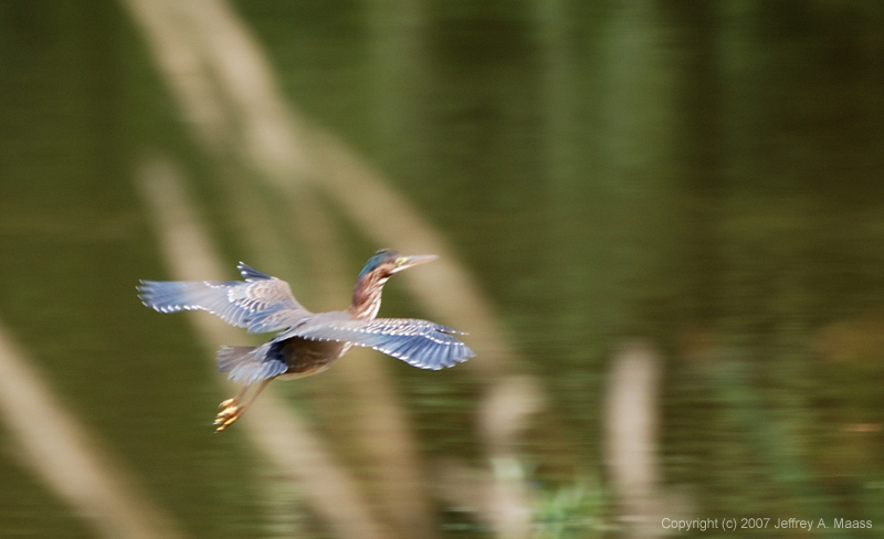 GreenHeron_1688