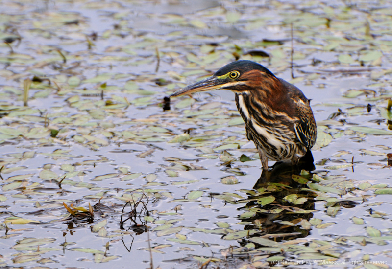 GreenHeron_3912