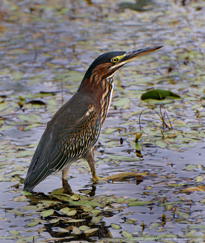 GreenHeron_3922