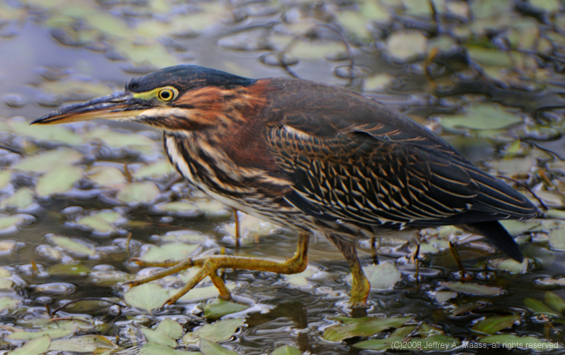 GreenHeron_3988