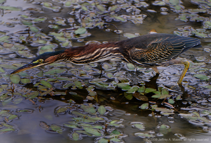 GreenHeron_4028