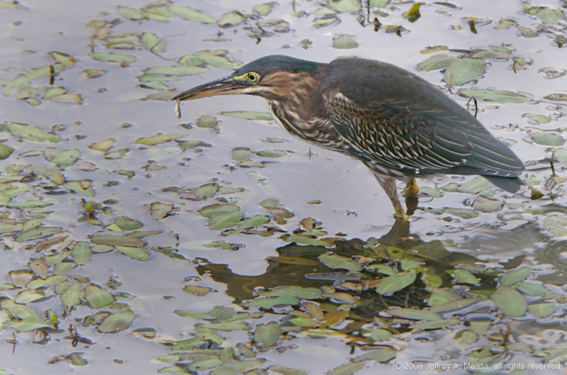 GreenHeron_4035