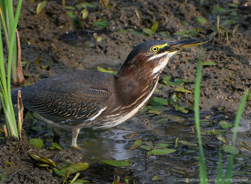 GreenHeron_4671