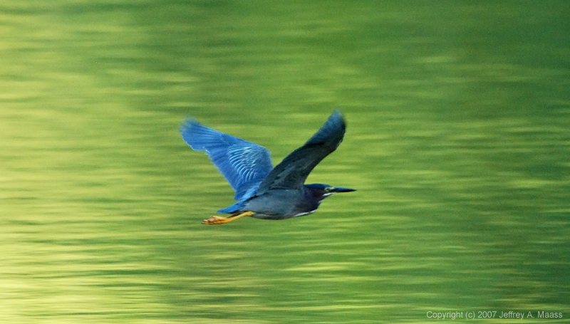 GreenHeron_7605