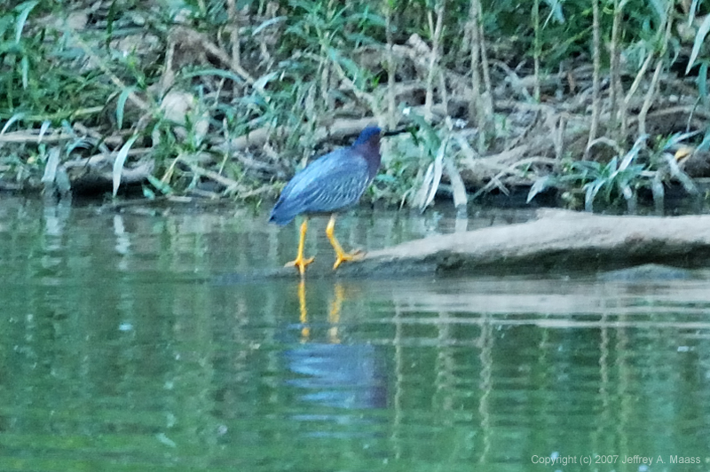 GreenHeron_7614