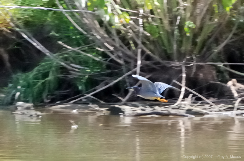 GreenHeron_7763